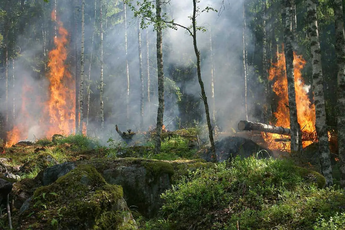 image of a forest fire
